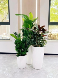 江北花卉租摆方案